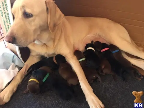 Labrador Retriever stud dog